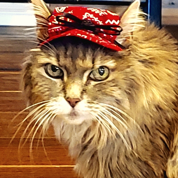 $5. XO❤🐾 Hand made, Dog Hat & Cat hat. Christmas Gift. - Picture 6 of 16